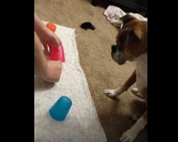 (Video) Dog is Hilariously Bad at “Find The Treat Under The Cup” Game
