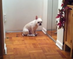 (Video) Sad Frenchie Gets in Touch With His Soft Side While Listening to Adele