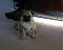 (Video) Pug Fights Hard to Not Fall Asleep! Poor Baby!