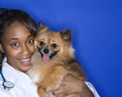 4 Out of 5 Pups Over The Age of 3 Suffer From This Scary Disease – Know The Signs!