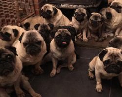 This Woman Has 30 (Yes, 30!) Pugs and Every Single One is Spoiled Rotten