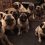This Woman Has 30 (Yes, 30!) Pugs and Every Single One is Spoiled Rotten
