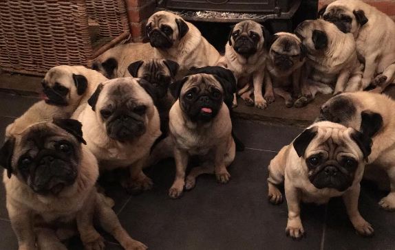 30 pugs