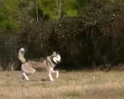 (Video) This Dog Was Chained Up His Entire Life. Now Watch What He’s About to Experience. It is Truly Inspirational!