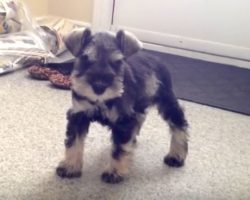 (Video) Cute Mini Schnauzer Puppy Comes Home for the First Time. How He Responds to Home Sweet Home? Priceless!
