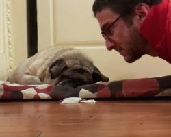 (Video) This Family’s Pug is Blind, so They Have a Special Way of Waking Him Up…