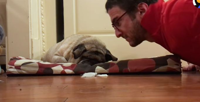 dad-about-to-wake-up-pug