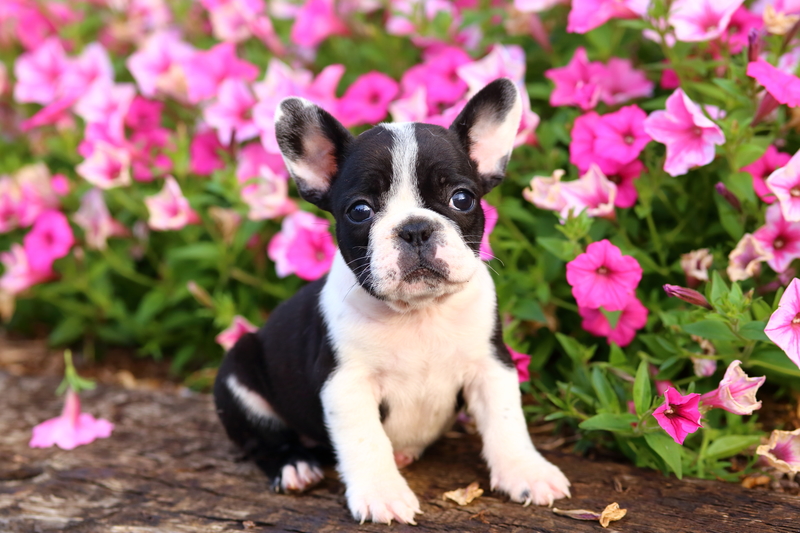 french-bulldog-puppy-by-flowers