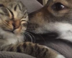 (Video) A Couple Took Their Newly Adopted Puppy Back to the Shelter – But Wait, There’s a Twist