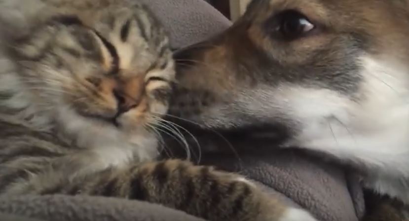 kissy-kitty-and-dog