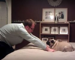 (Video) This Dog Dad and Pug Get Into an “Argument” and How They Resolve it is as Sweet as Can Be