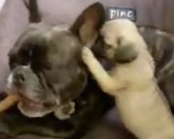 (Video) This Vicious Pug Puppy Takes On a French Bulldog and it’s Hilarious!