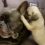 (Video) This Vicious Pug Puppy Takes On a French Bulldog and it’s Hilarious!