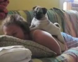 (Video) When Mom Frightens Her Pug, Keep Eyes on the Dog to See How He Responds – So Feisty!