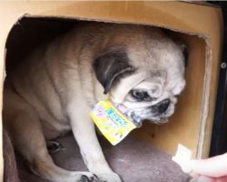 (Video) Mom Attempts to Barter With Angry Pug. Now Watch to See if She Pipes Down…