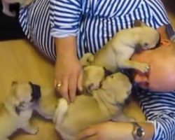 (Video) He Gets Showered With Puppy Love. Just How Cute This Video Is? OMG!