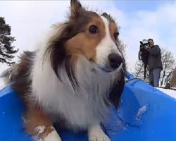 (Video) This Sledding Sheltie is Going Viral, and it’s Easy to See Why