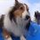 (Video) This Sledding Sheltie is Going Viral, and it’s Easy to See Why