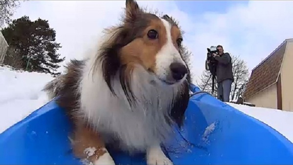 roxie-the-sledding-dog