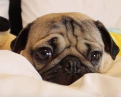 (Video) This Precious Pug’s Bedtime Routine is Absolutely Adorable