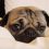 (Video) This Precious Pug’s Bedtime Routine is Absolutely Adorable