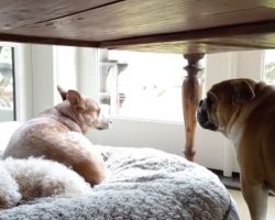 (Video) Bulldog Gets His Bed Stolen. How He Responds? Talk About a Temper, LOL!