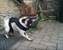 (Video) Pug is Ready for His Walk. When His Owner Takes One Step Out the Door!? OMG!
