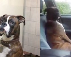 (Video) A Boxer’s Reaction When Dad Picks Him Up From the Vet’s Office is Seriously PRICELESS!
