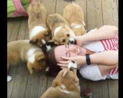 (Video) Girl Gets Covered in Corgi Puppies. Her Reaction? I Can’t Stop Smiling!