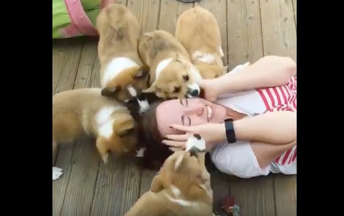 corgi-puppy