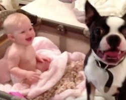 (Video) Doggy Jumps Into a Baby’s Crib. Now Watch What Happens When Mom Realizes What’s Really Happening!