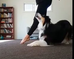(Video) When the Music Plays, This Dog Knows Exactly What to Do!