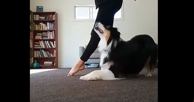 doggy-dancing