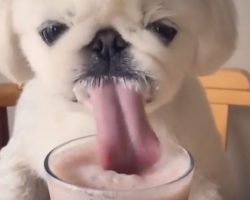 (Video) World’s Cutest Eater Shows Us All How to Drink a Milkshake!