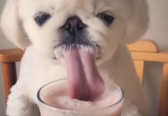 doggy-drinkig