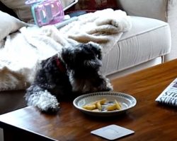 (Video) This Naughty Schnauzer Stealing Chips Will Make Anyone’s Day