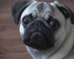 (Video) Meet the Drama King of Pugs – Too Funny!