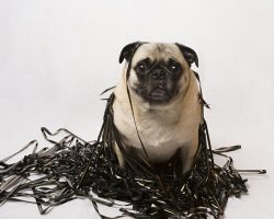 8 Reasons Why Someone Must NEVER Own a Pug…