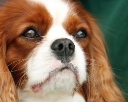 10 of the Most Expensive Purebred Dogs Will Floor Anyone