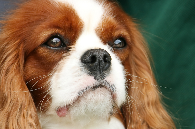 Cavalier Charles King Spaniel