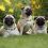 Fascinating Facts a Dog Parent Didn’t Know About Their Pug (Until Now)!