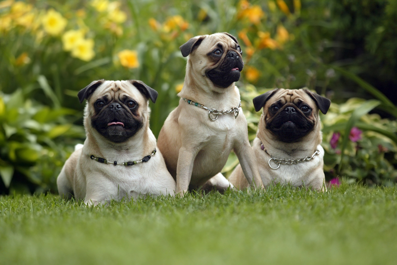 pugs