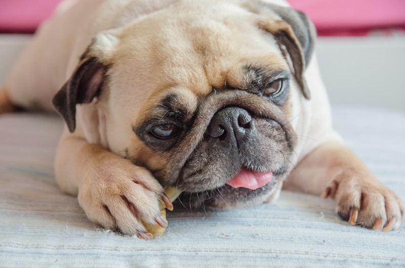 pug chewing on bone or treat