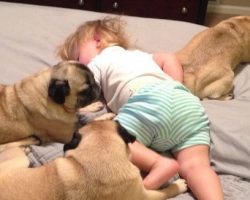 Little Girl Has 3 Siblings and They’re All Adorable Pugs!