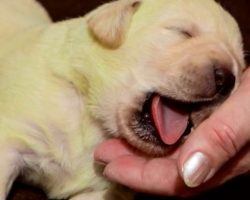(Video) Dog Gave Birth to a New Litter of Puppies. When the Owner Took a Closer Look at One Puppy, She FROZE