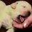 (Video) Lab Gave Birth to a Little of Cute Puppies, But They Soon Realize One of Them is Green