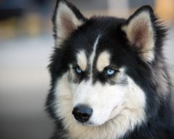 Peter Dinklage is Urging ‘Game of Thrones’ Fans to Stop Buying Direwolf Huskies