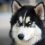 Peter Dinklage is Urging ‘Game of Thrones’ Fans to Stop Buying Direwolf Huskies
