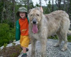 They Told a Little Boy His Dog Was Going to be Put Down. His Response Gave Me the Chills.