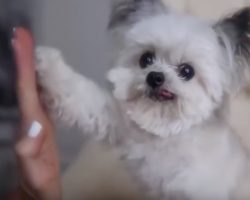 (Video) Find Out What 3 Pounds of Pure Love Looks Like. Aww!